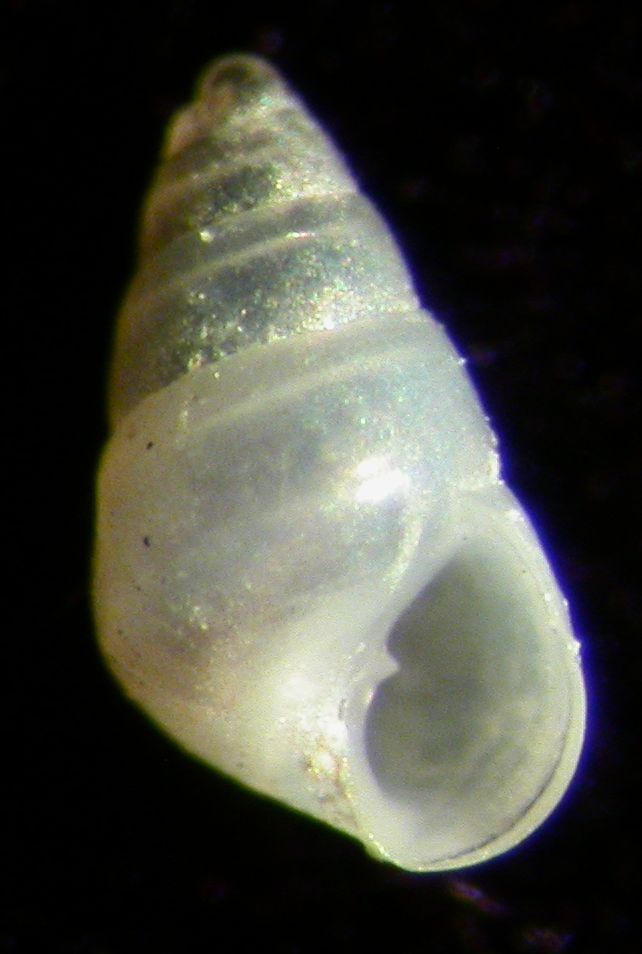 Odostomia conoidea?